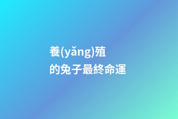 養(yǎng)殖的兔子最終命運 (兔子養(yǎng)得活嗎)-第1張-觀點-玄機派
